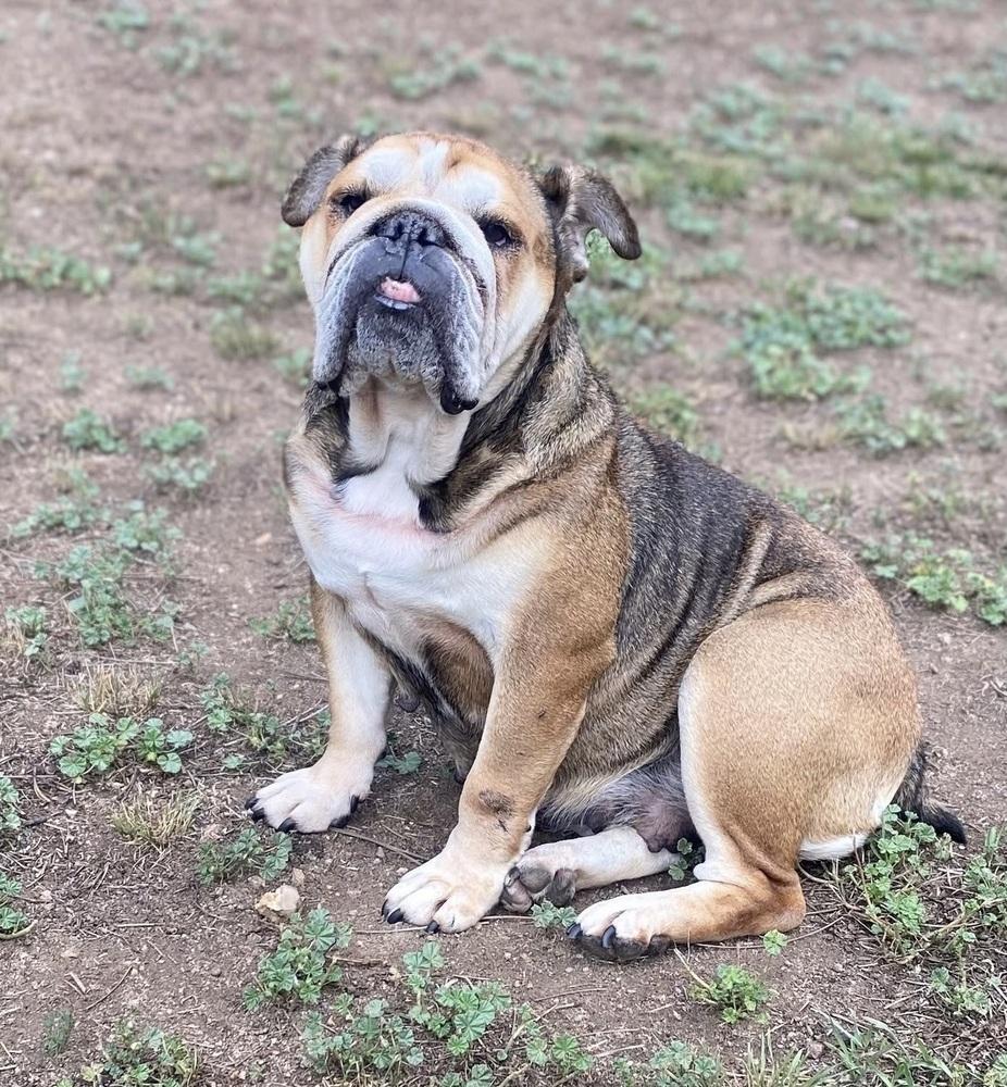 Enlarge Nena, a Adoptable English Bulldog in Denver, CO image 2/3