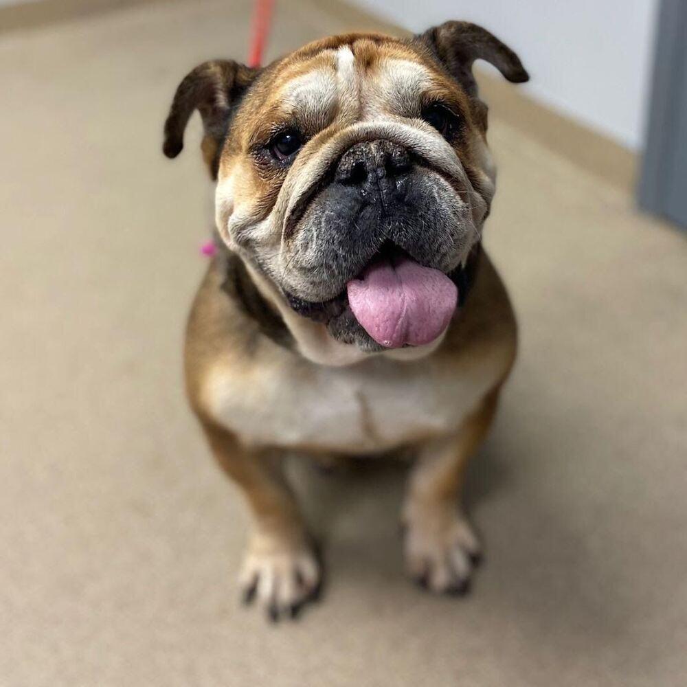 Enlarge Nena, a Adoptable English Bulldog in Denver, CO image 3/3