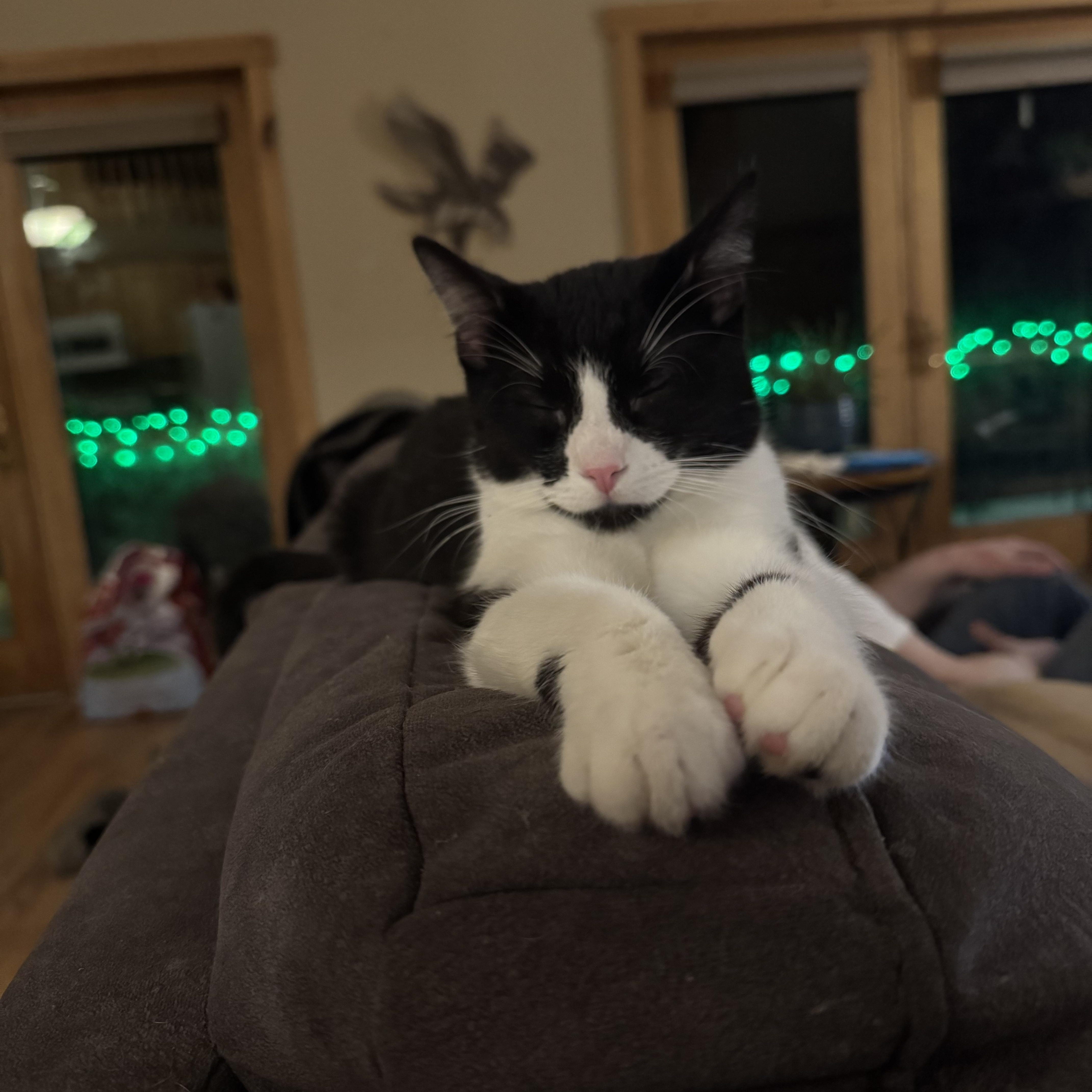 Tux, Adoptable, Young Male Tuxedo.