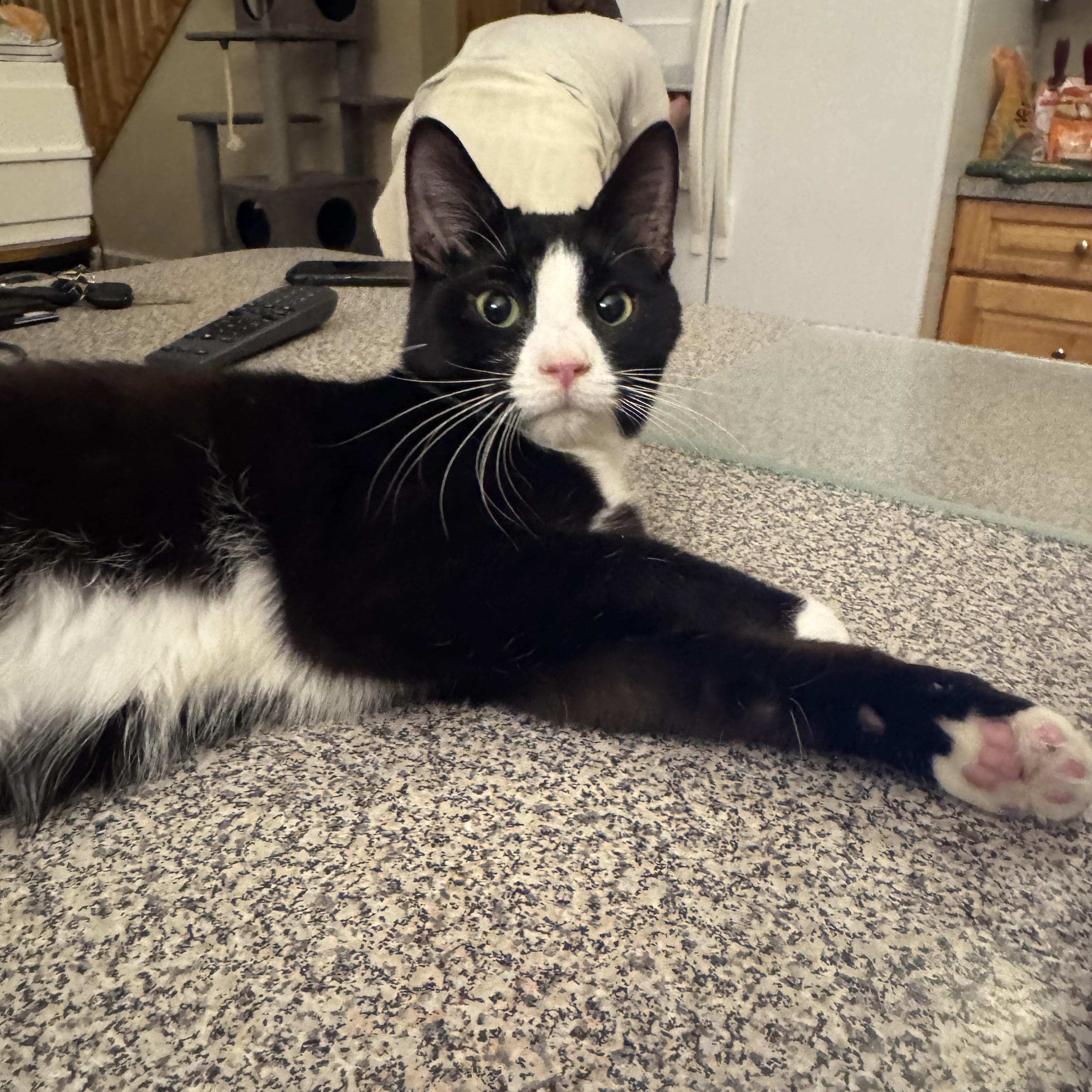 Enlarge Tux, a Adoptable Tuxedo in Bertha, MN image 3/3