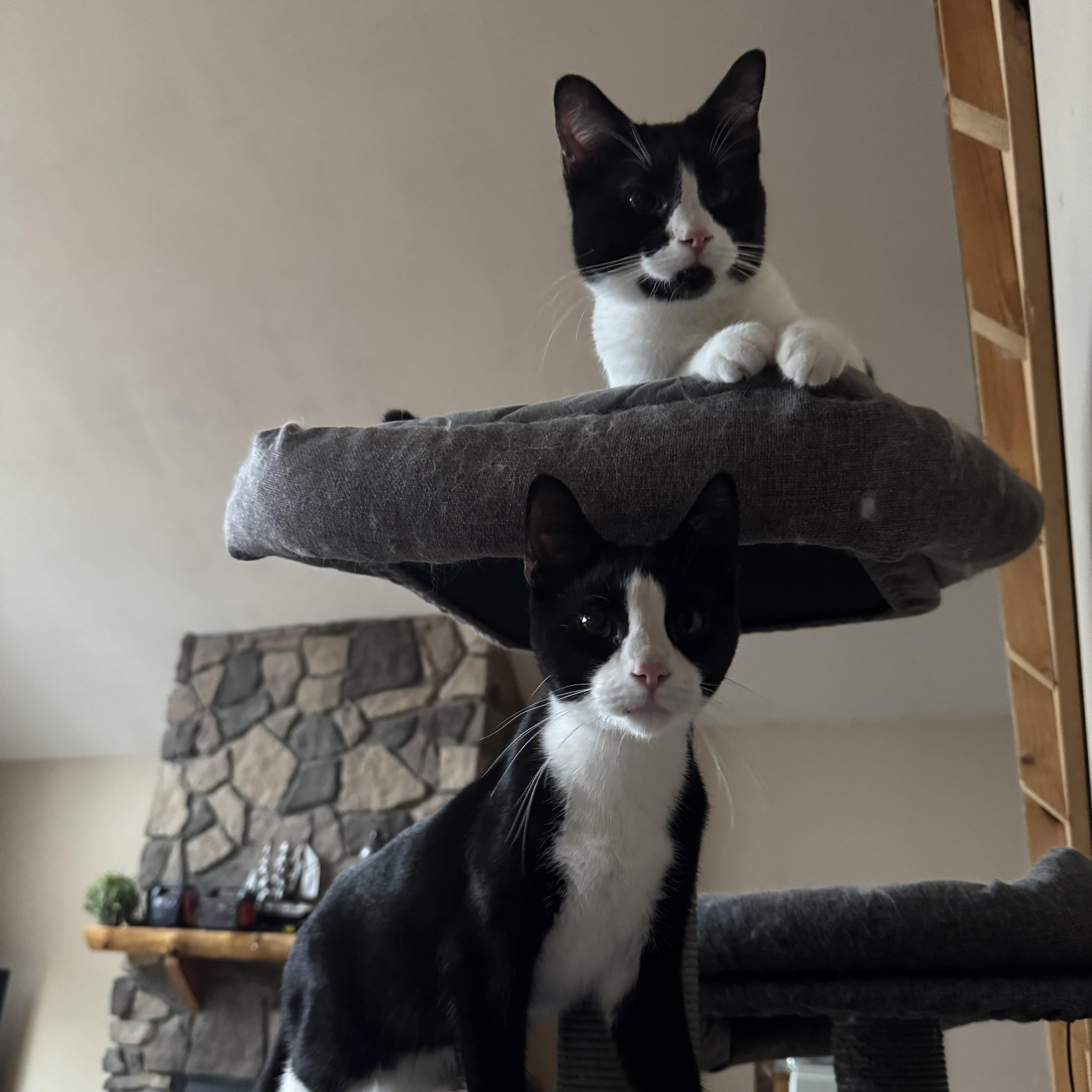 Enlarge Tux, a Adoptable Tuxedo in Bertha, MN image 2/3