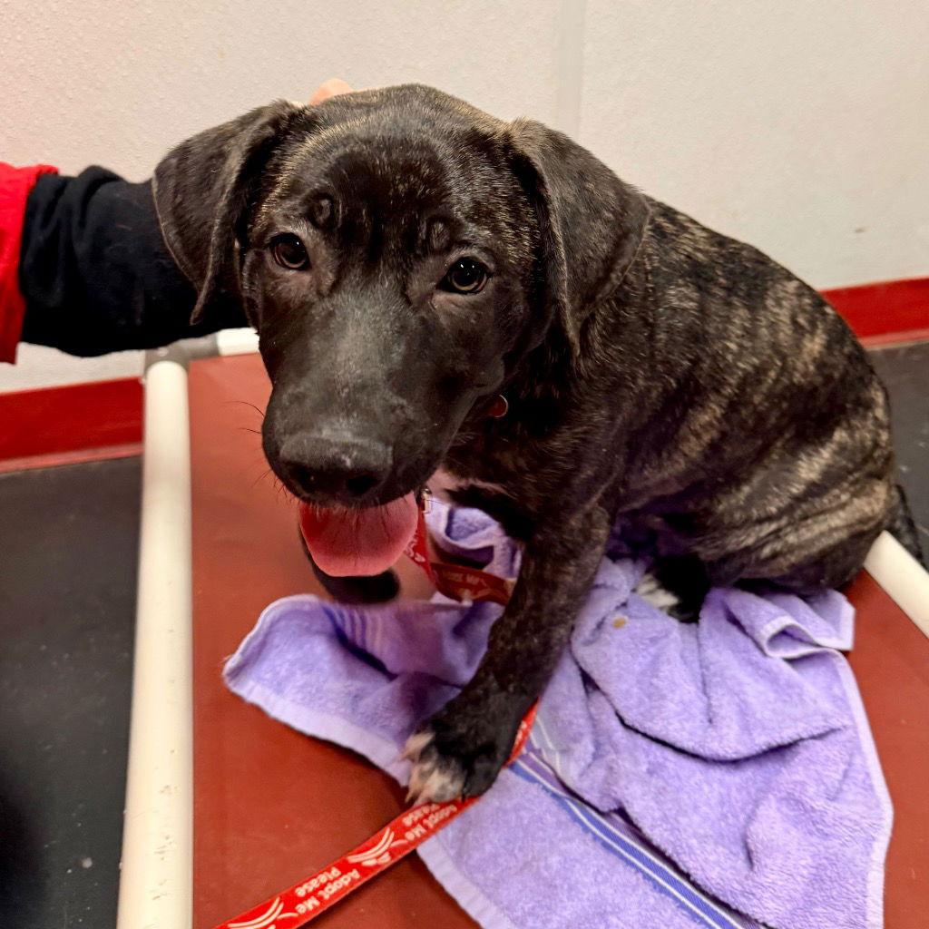 Dozier, Adoptable, Puppy Male German Shepherd Dog & Terrier.