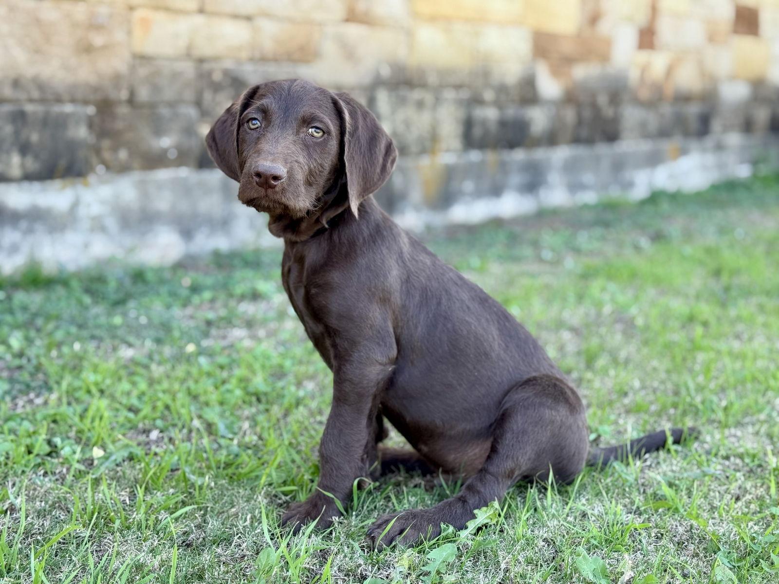 Enlarge Benson, a Adoptable mixed breed in Helotes, TX image 1/3