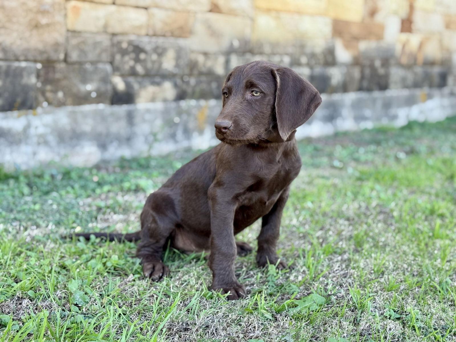 Enlarge Benson, a Adoptable mixed breed in Helotes, TX image 2/3