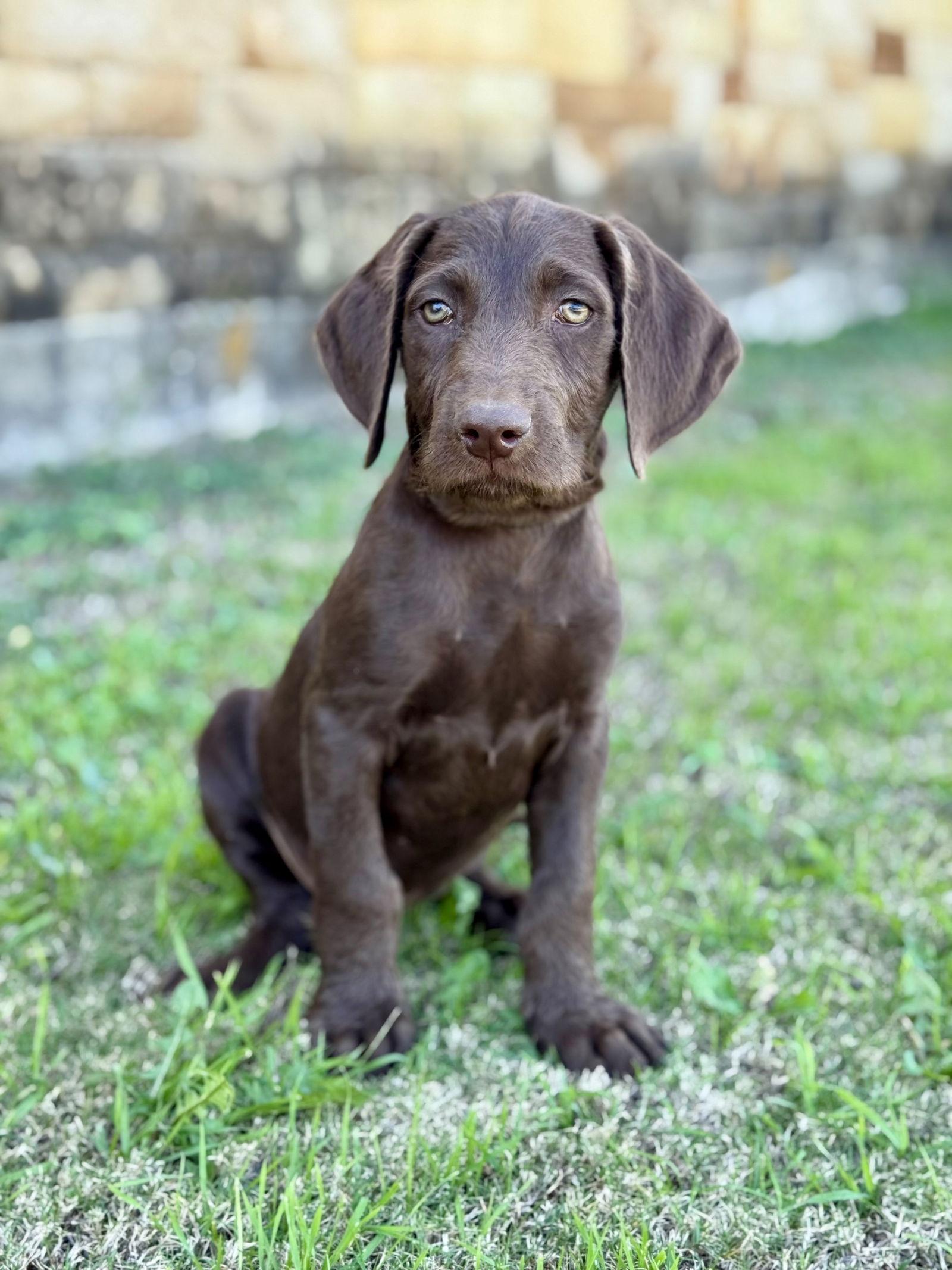 Enlarge Benson, a Adoptable mixed breed in Helotes, TX image 3/3