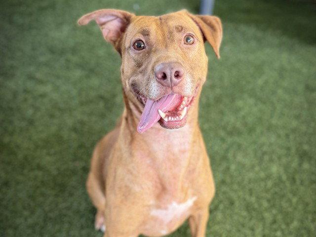 ANNIE, Adoptable, Adult Female Vizsla.