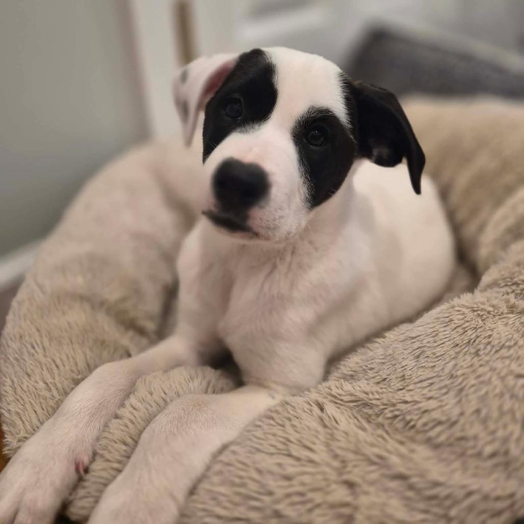 Caesar, Adoptable, Puppy Male Labrador Retriever & Mixed Breed.