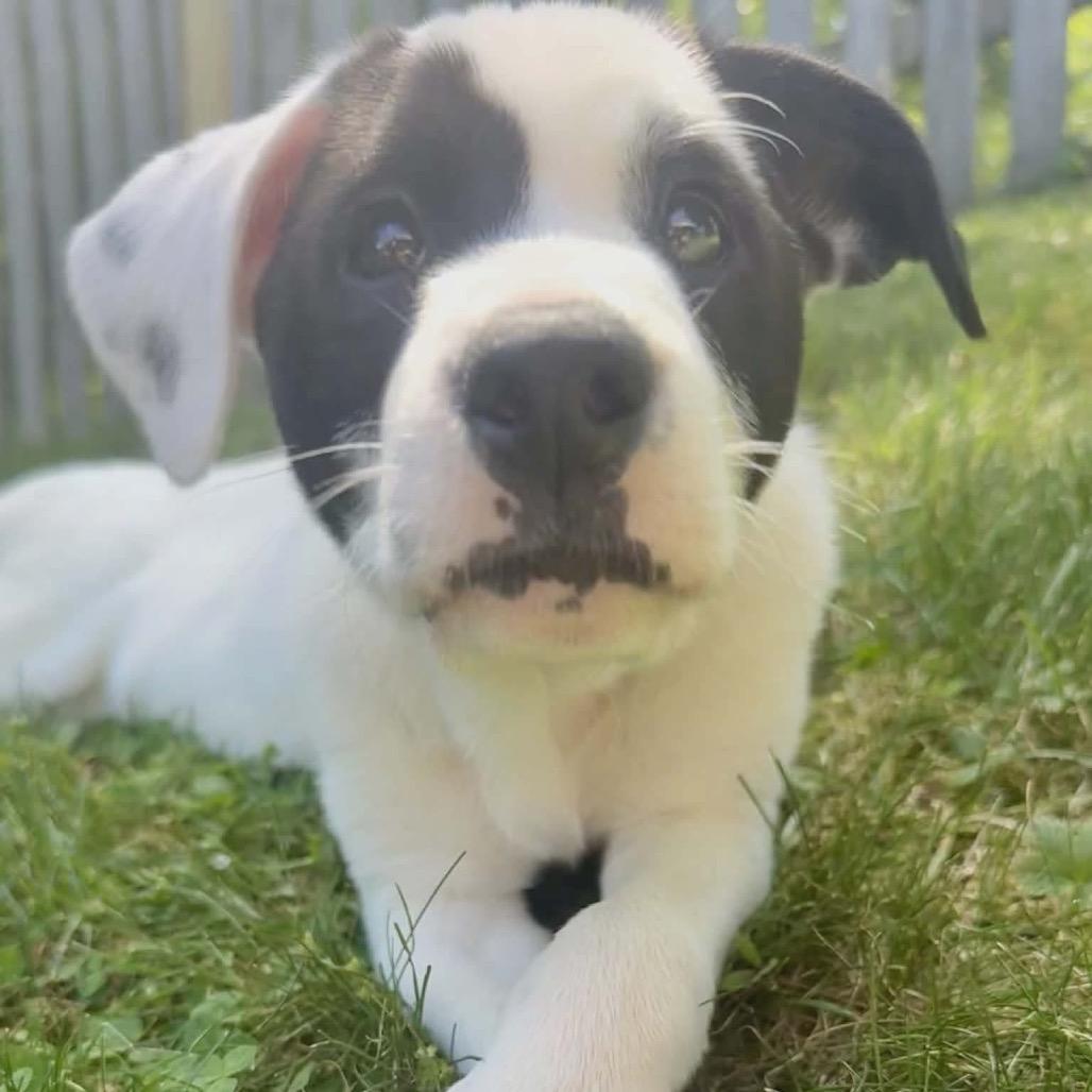 Caesar, a Adoptable mixed breed in Griswold, CT image 3/6
