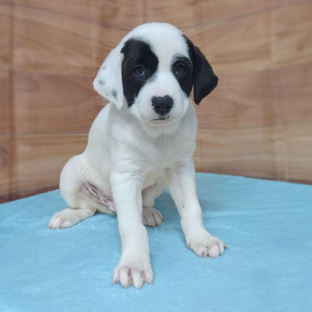 Caesar, a Adoptable mixed breed in Griswold, CT image 4/6