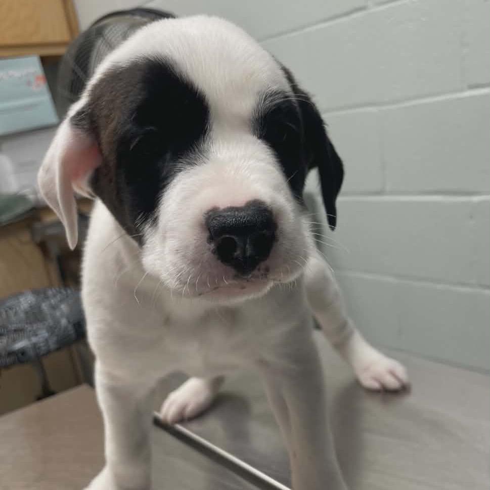 Caesar, a Adoptable mixed breed in Griswold, CT image 5/6