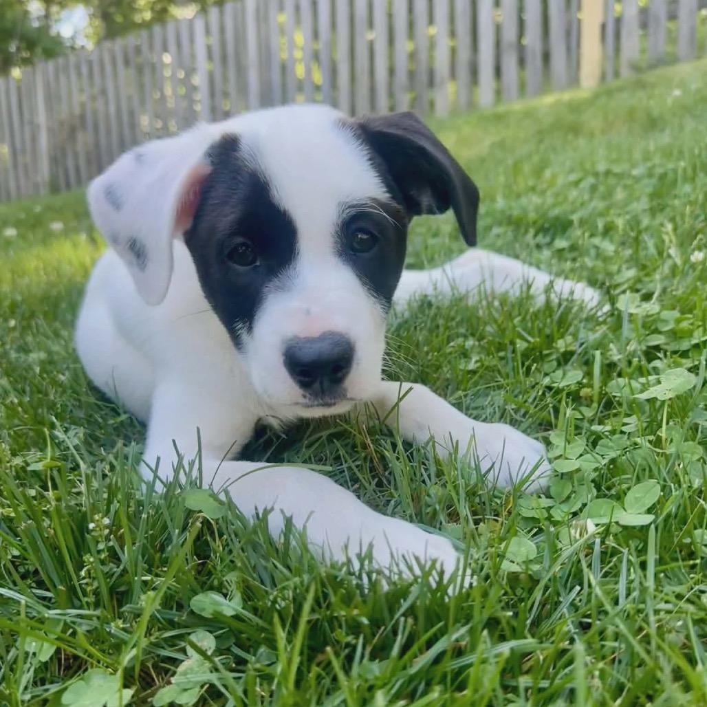 Caesar, a Adoptable mixed breed in Griswold, CT image 6/6