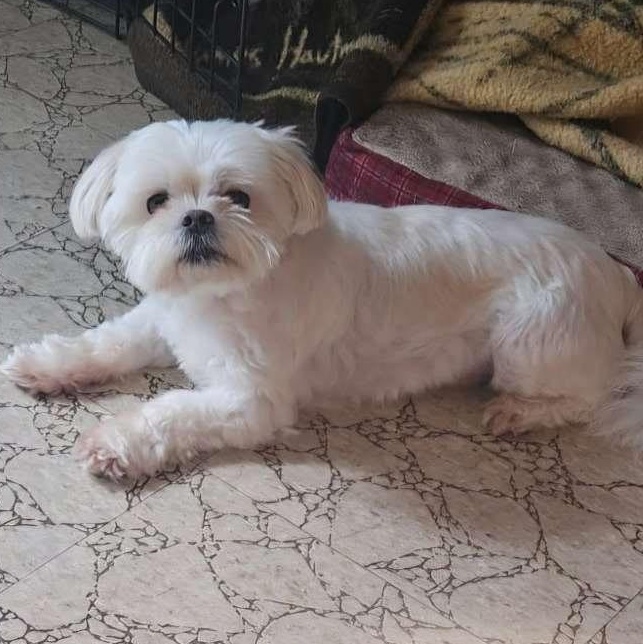Ted & Ralphie, an adopted Maltese in Effingham, IL image 5/5