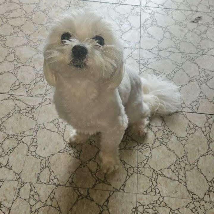 Ted & Ralphie, an adopted Maltese in Effingham, IL image 2/5