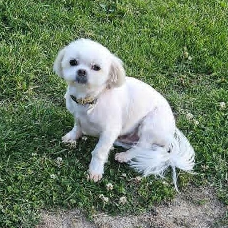 Ted & Ralphie, an adopted Maltese in Effingham, IL image 4/5