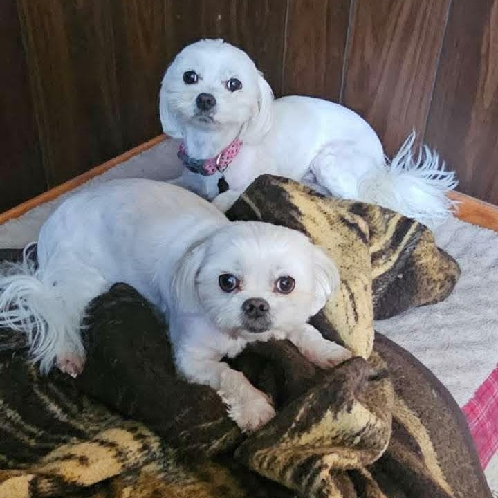 Ted & Ralphie, adopted, Adult Male Maltese.