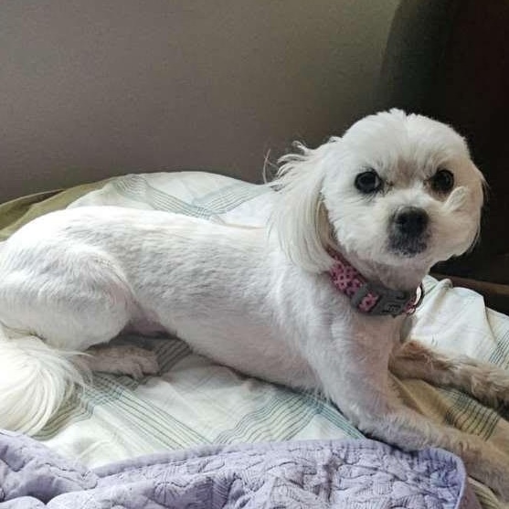 Ted & Ralphie, an adopted Maltese in Effingham, IL image 3/5