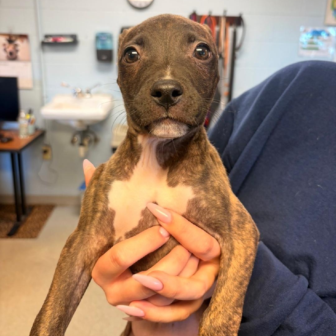 Enlarge Raven, a Adopted mixed breed in Medina, OH image 2/2
