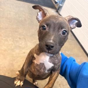 Enlarge Raven, a Adopted mixed breed in Medina, OH image 1/2