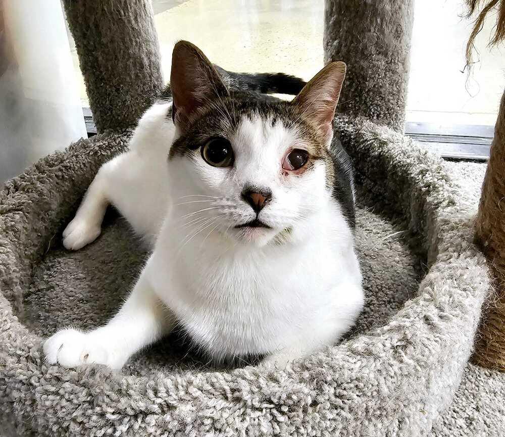 Enlarge Auburn, a Adoptable Domestic Short Hair in Pittstown, NJ image 1/3