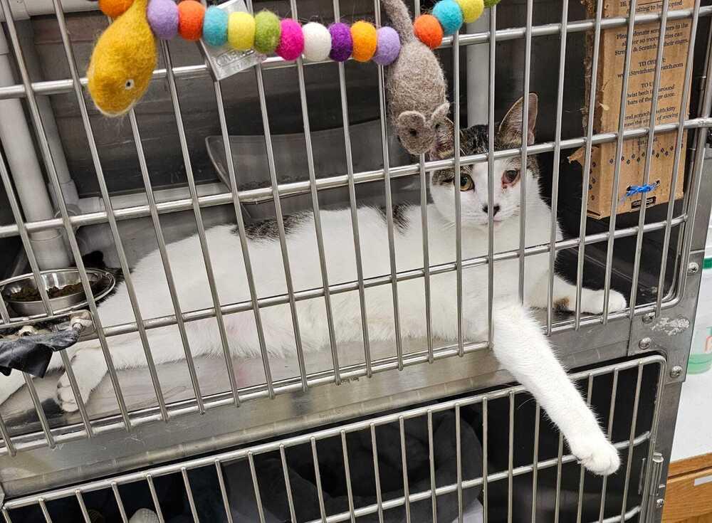 Enlarge Auburn, a Adoptable Domestic Short Hair in Pittstown, NJ image 2/3