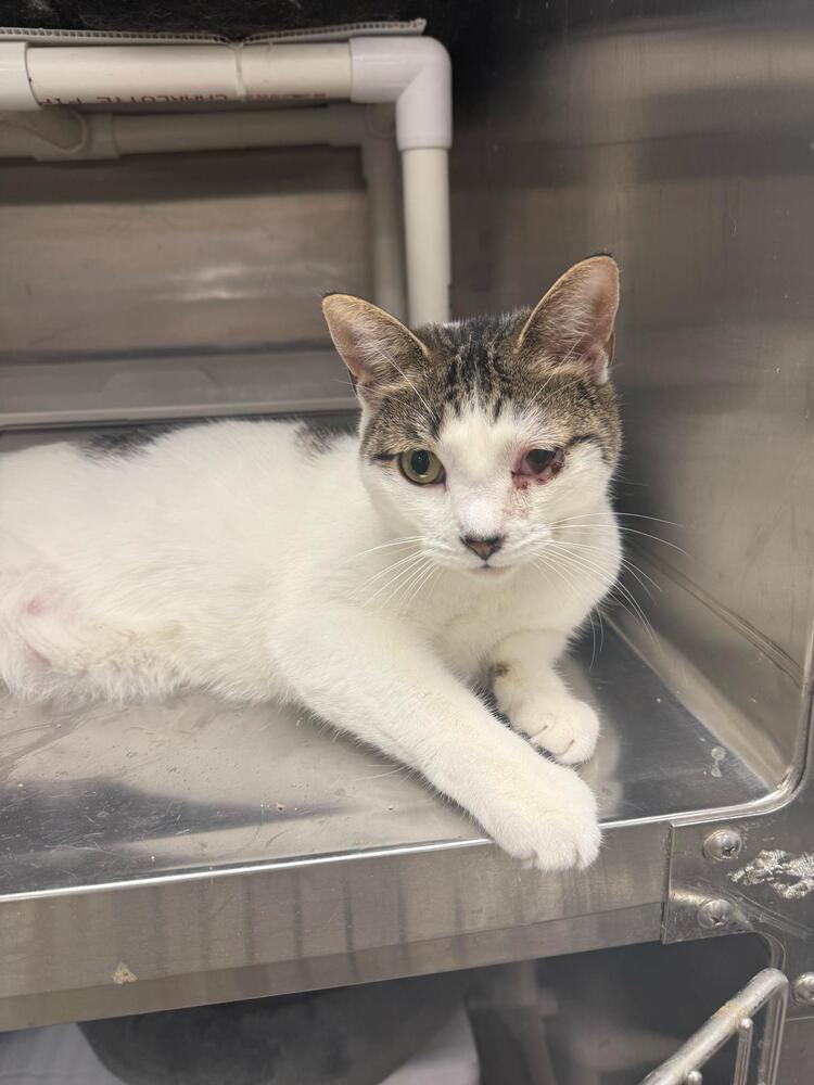 Enlarge Auburn, a Adoptable Domestic Short Hair in Pittstown, NJ image 3/3