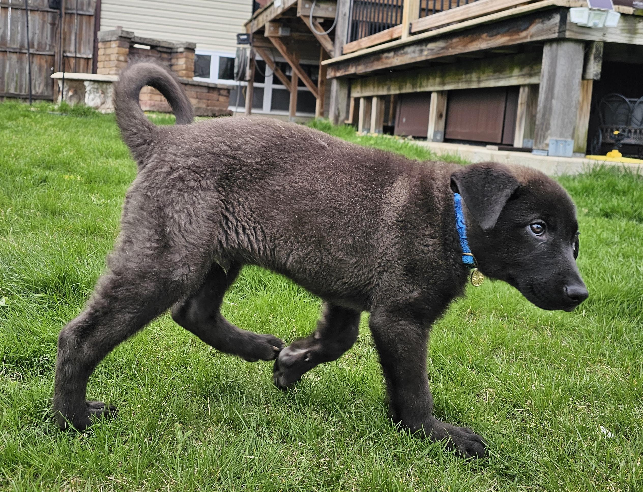 Enlarge Pascal, a ADOPTABLE Labrador Retriever in Aurora, IL image 3/4