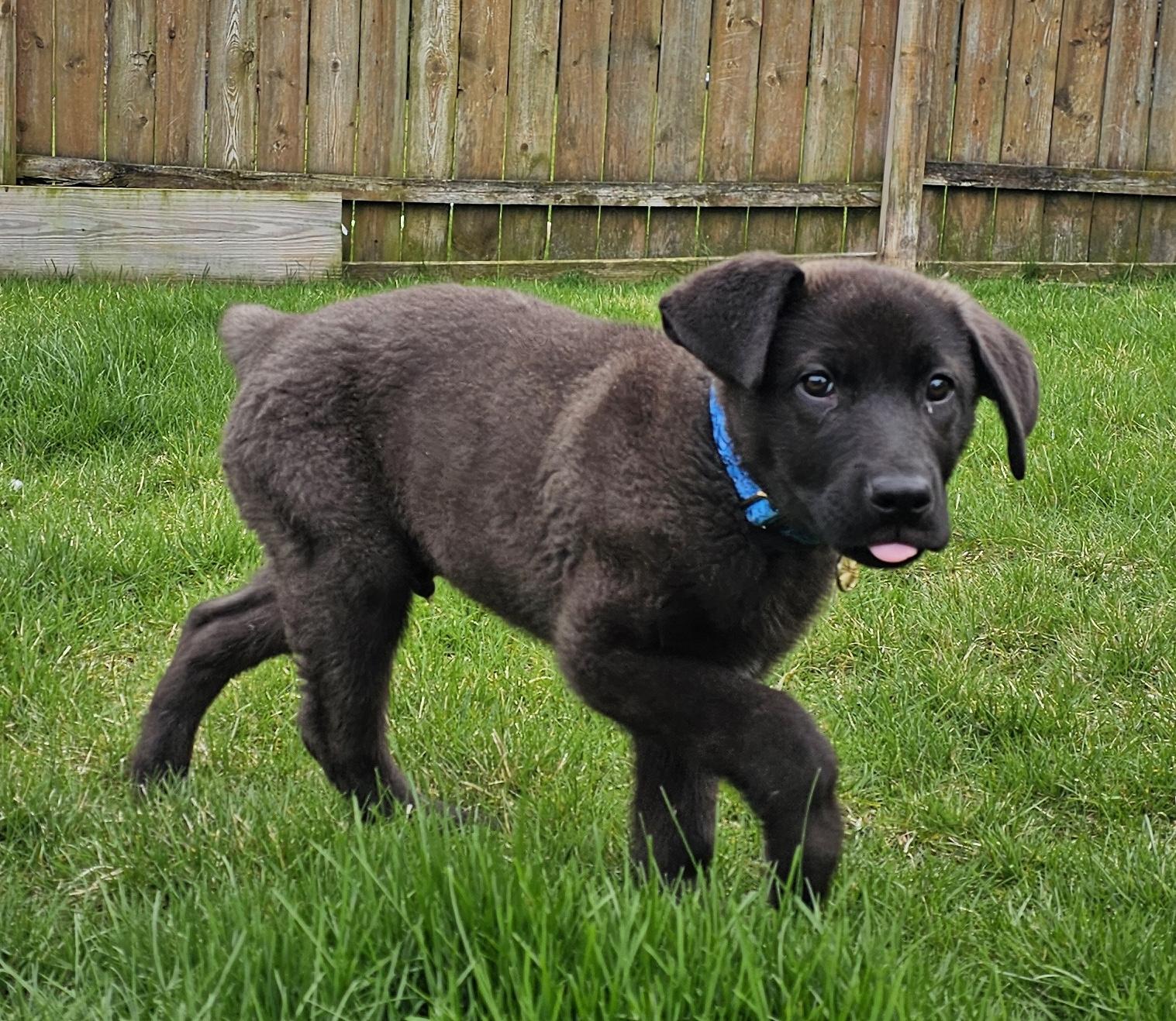 Enlarge Pascal, a ADOPTABLE Labrador Retriever in Aurora, IL image 1/4