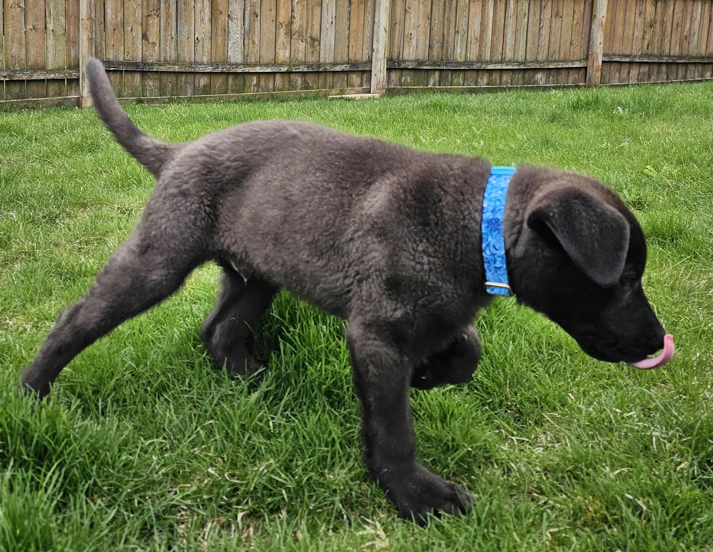 Enlarge Pascal, a ADOPTABLE Labrador Retriever in Aurora, IL image 4/4
