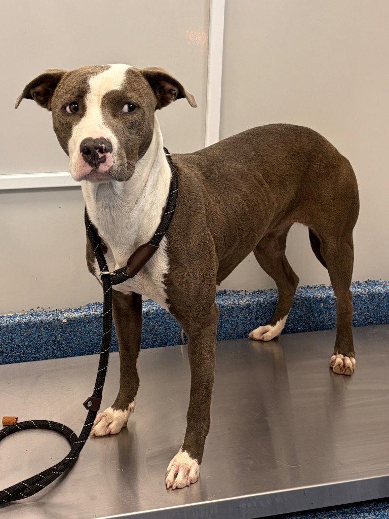 26-319 Flower, Adoptable, Young Female Pit Bull Terrier.