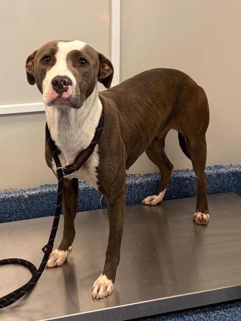 Enlarge 26-319 Flower, a Adoptable Pit Bull Terrier in Tarboro, NC image 2/3