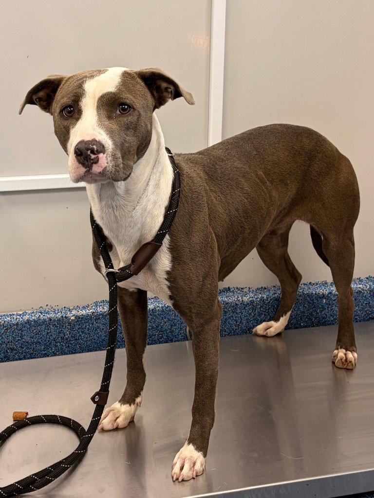 Enlarge 26-319 Flower, a Adoptable Pit Bull Terrier in Tarboro, NC image 3/3