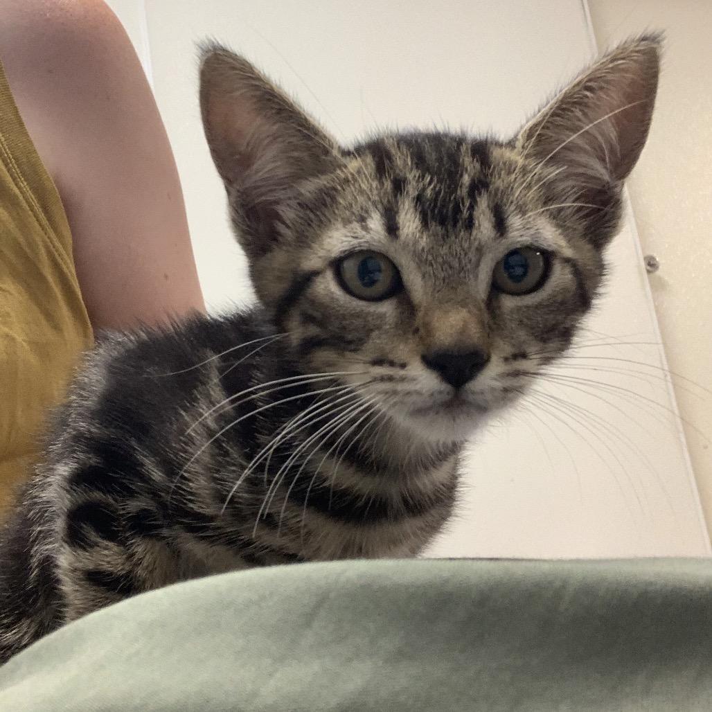 Enlarge Mary Jane, a Adoptable Domestic Short Hair in Hattiesburg, MS image 1/1