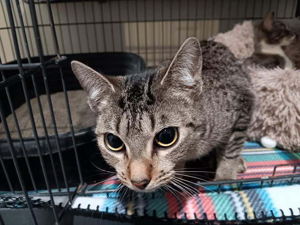 Cosette, ADOPTABLE, Adult Female Domestic Short Hair.