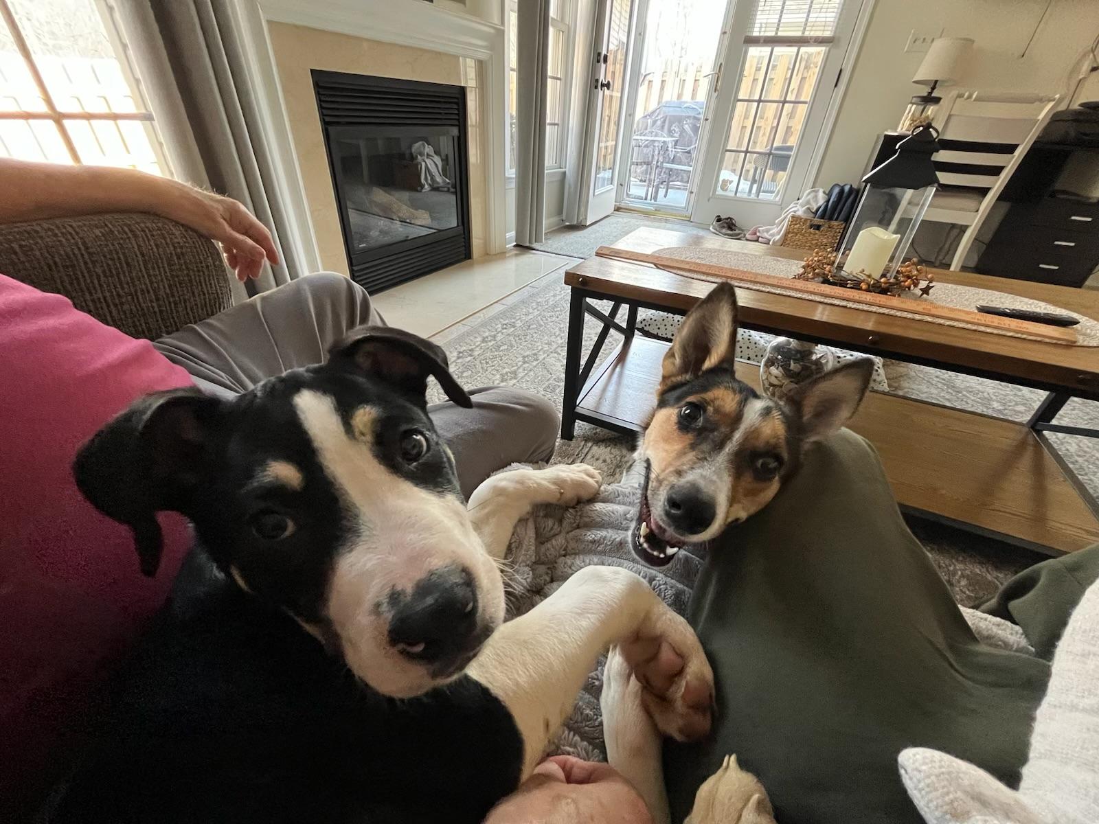 Tattletale , a ADOPTABLE Mixed Breed in Fredericksburg, VA image 3/5