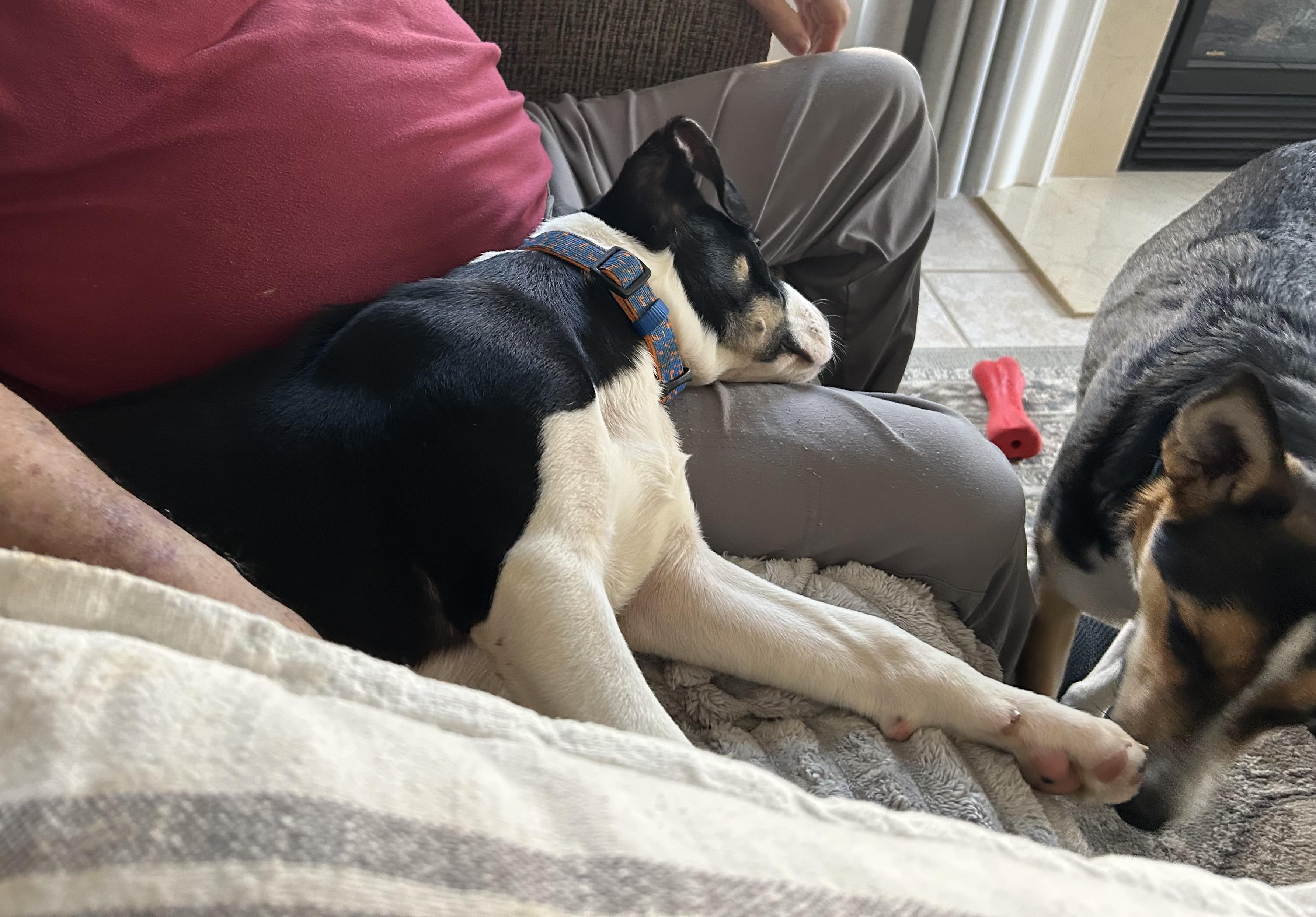 Tattletale , a ADOPTABLE Mixed Breed in Fredericksburg, VA image 4/5