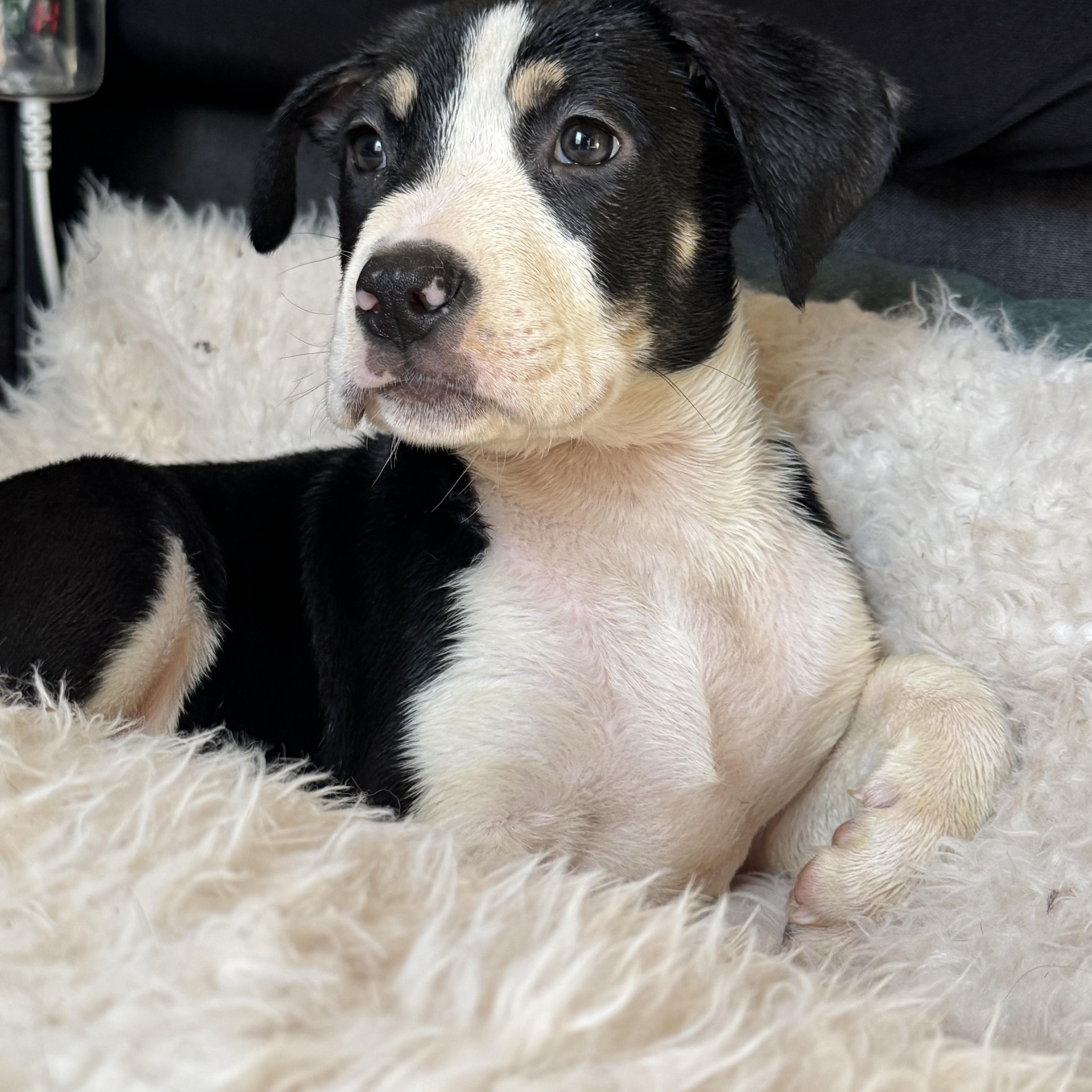 Tattletale , a ADOPTABLE Mixed Breed in Fredericksburg, VA image 2/5