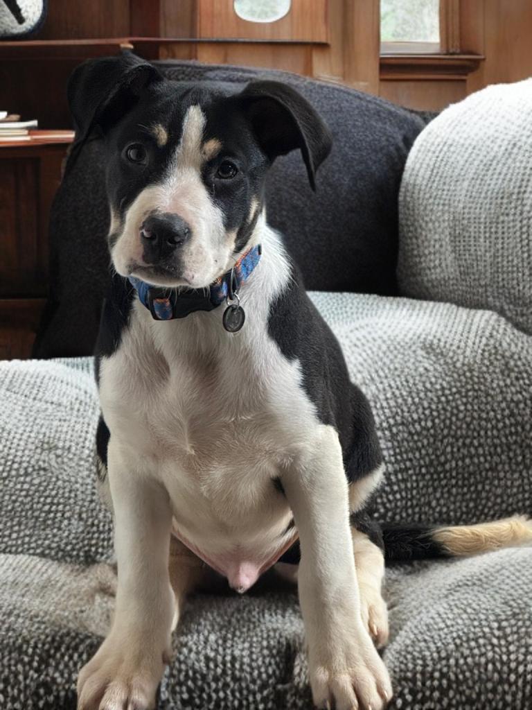 Tattletale , ADOPTABLE, Puppy Male Mixed Breed.