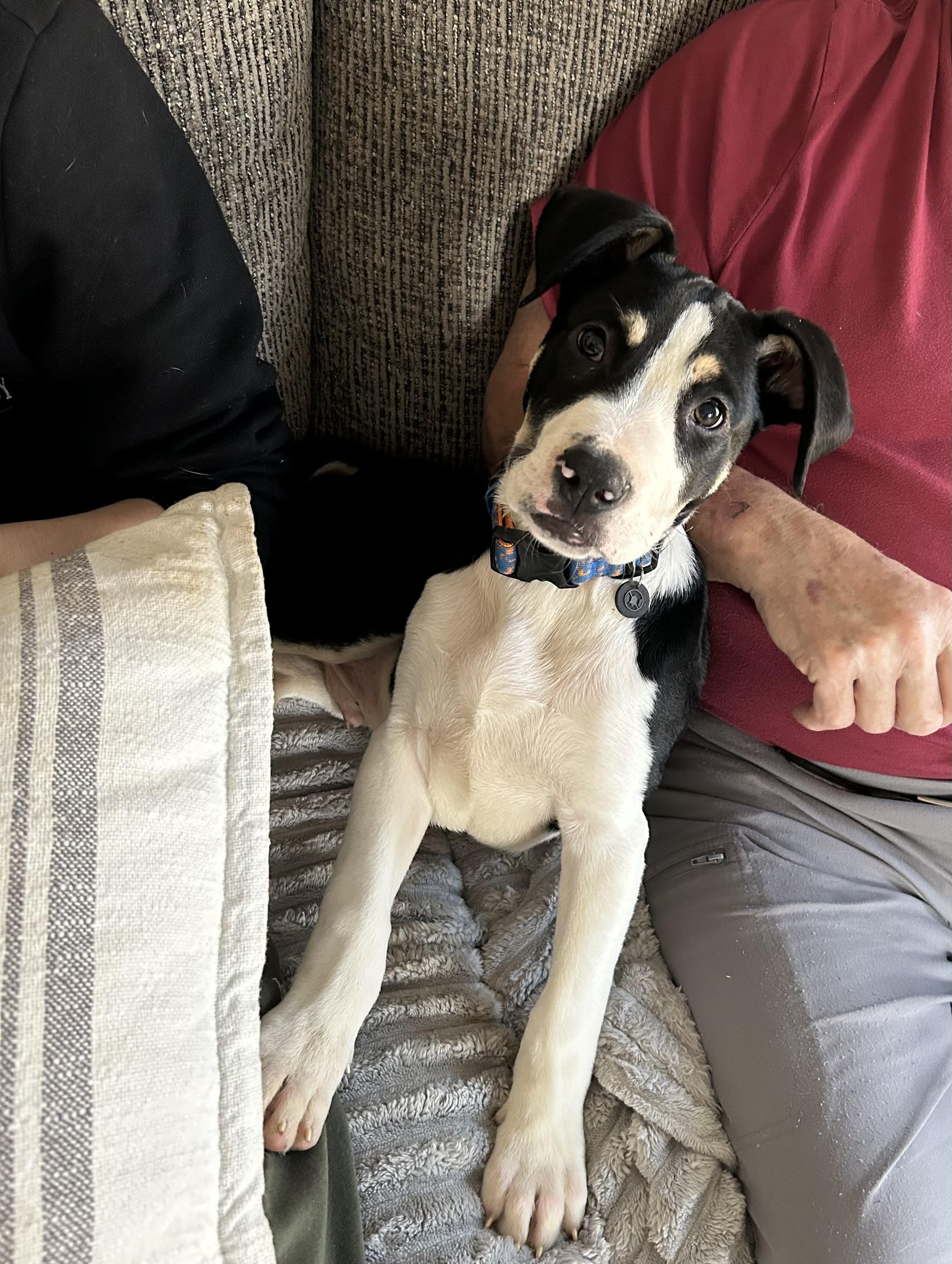 Tattletale , a ADOPTABLE Mixed Breed in Fredericksburg, VA image 5/5