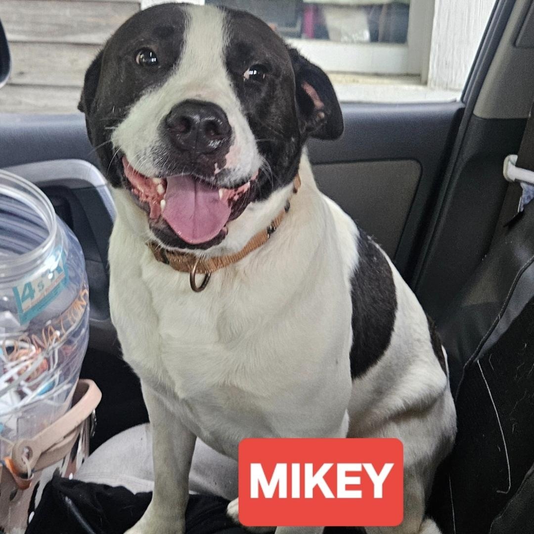 Enlarge Mikey, a Adoptable mixed breed in phenix city, AL image 2/2