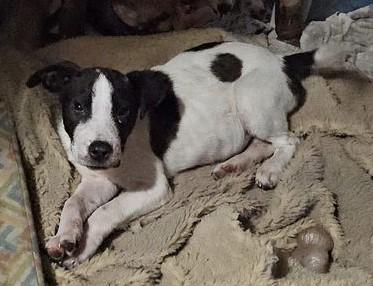 Enlarge Mikey, a Adoptable mixed breed in phenix city, AL image 5/6