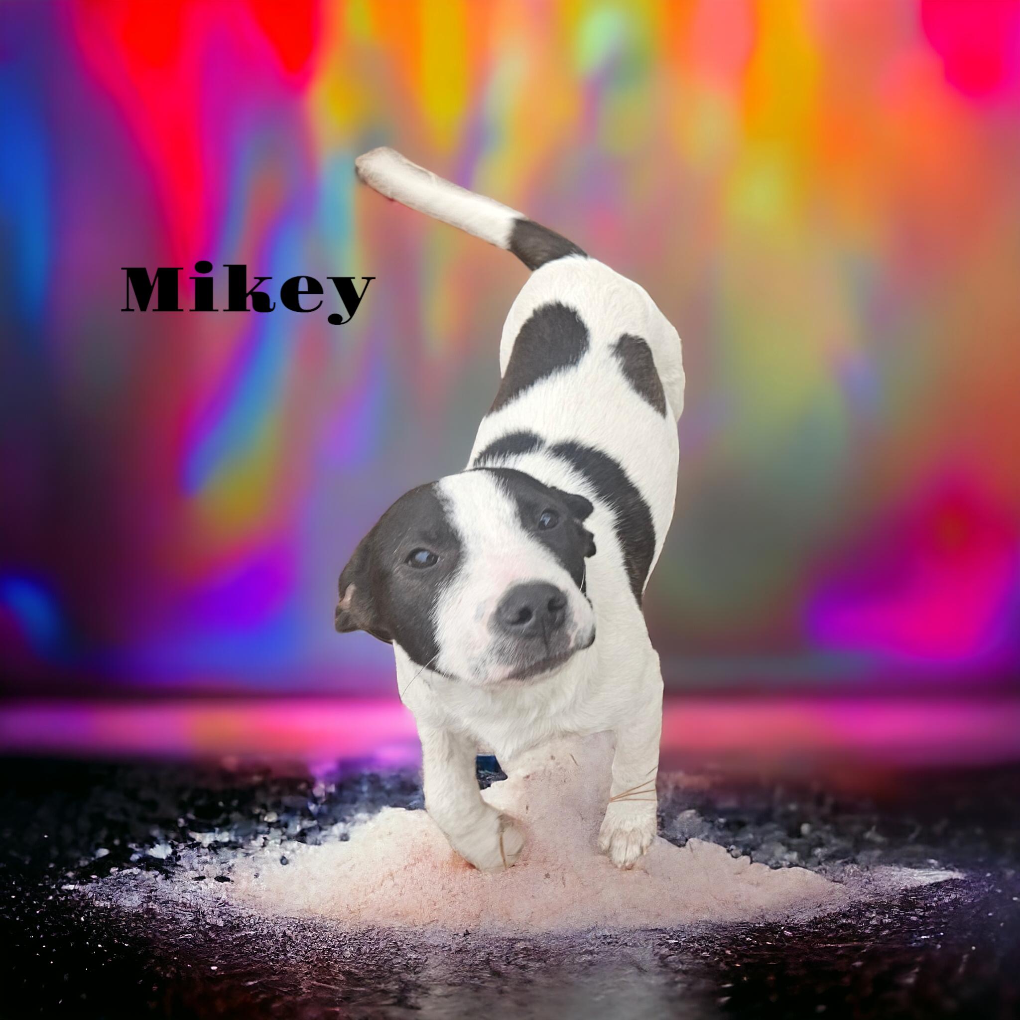 Enlarge Mikey, a Adoptable mixed breed in phenix city, AL image 6/6