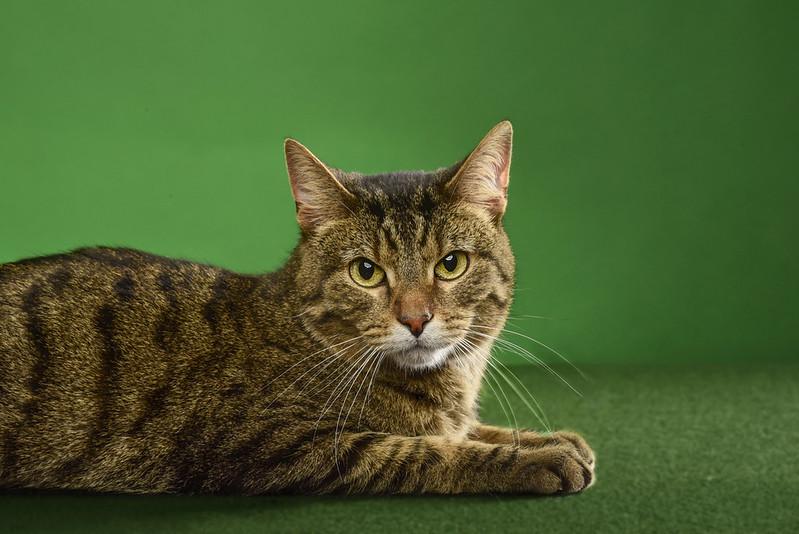 Enlarge Zeno, a Adoptable Domestic Short Hair in Chicago, IL image 3/4