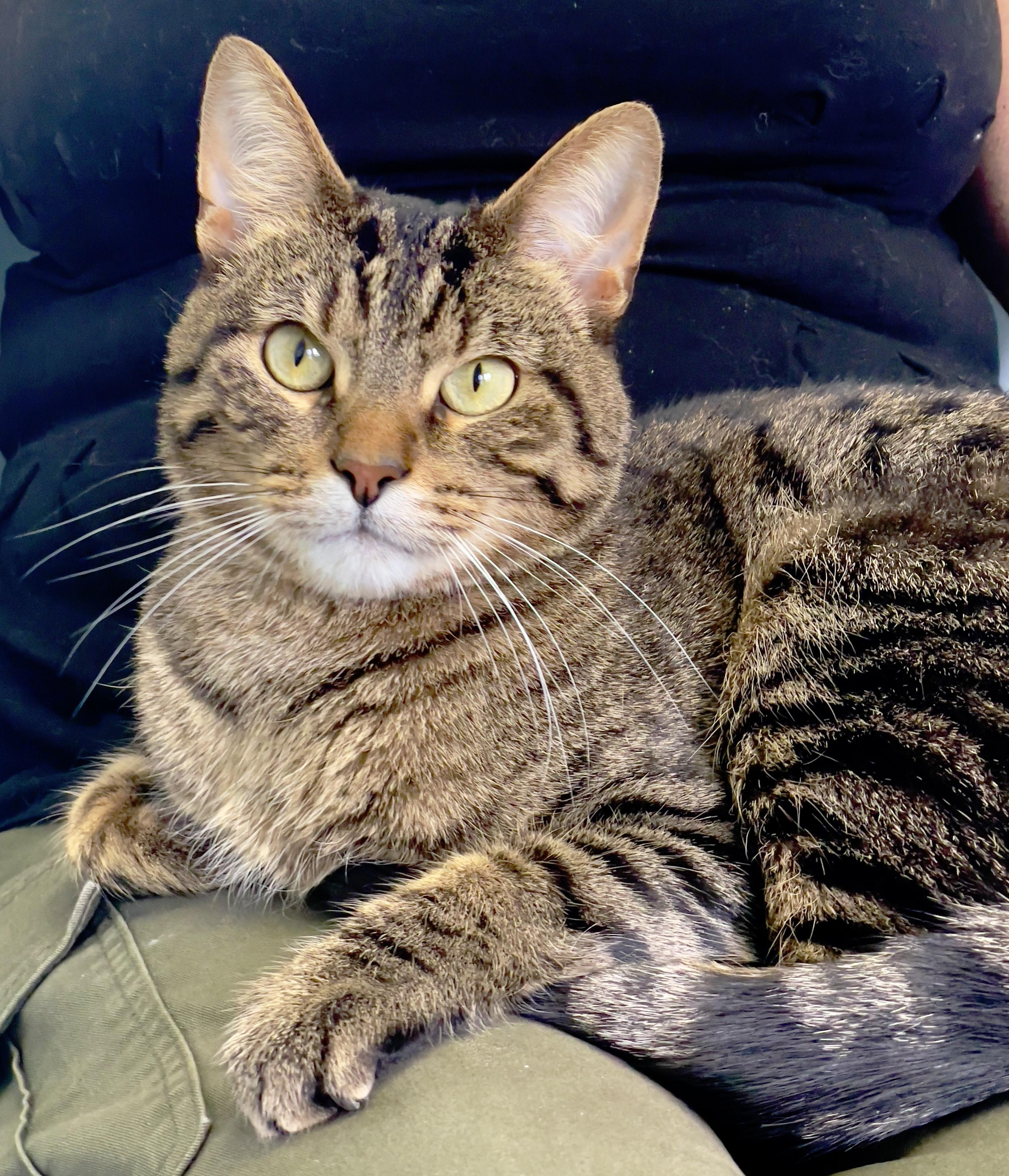 Zeno, Adoptable, Adult Male Domestic Short Hair.