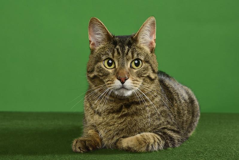 Zeno, Adoptable, Adult Male Domestic Short Hair.