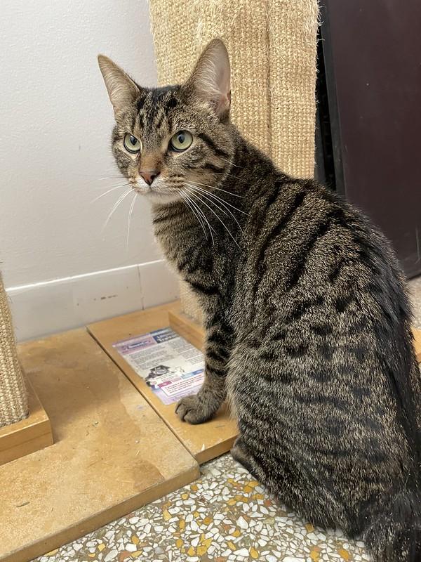 Enlarge Zeno, a Adoptable Domestic Short Hair in Chicago, IL image 2/2