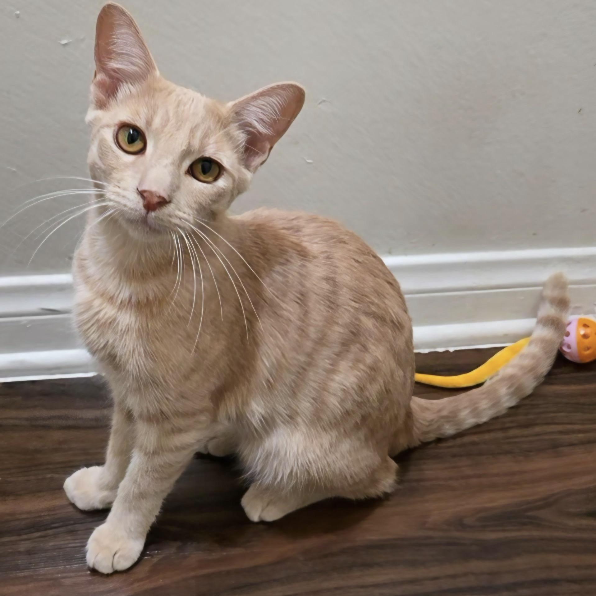 Enlarge Ron, a Adoptable Domestic Short Hair in Huntington Beach, CA image 3/6