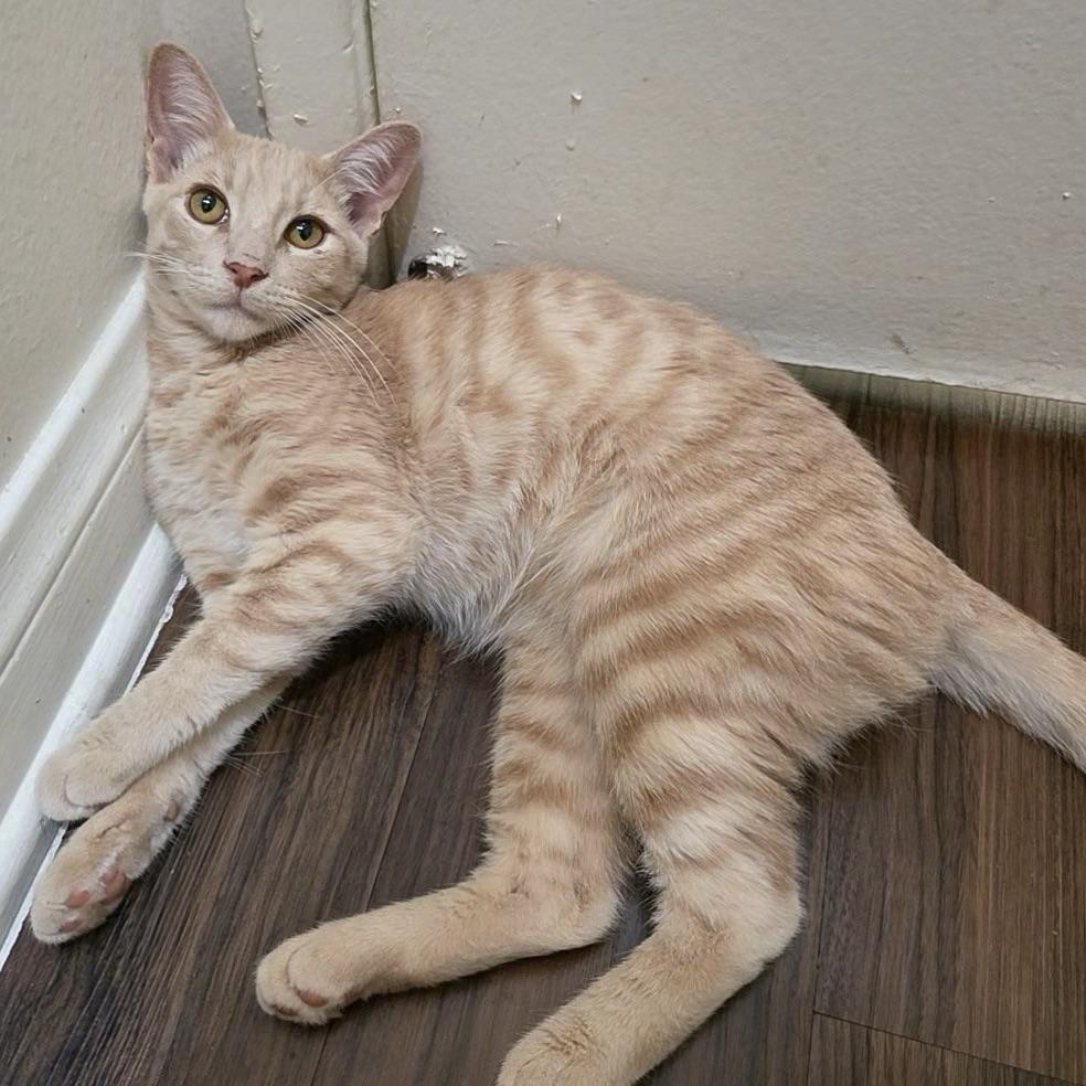 Enlarge Ron, a Adoptable Domestic Short Hair in Huntington Beach, CA image 5/6
