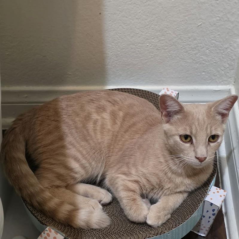 Enlarge Ron, a Adoptable Domestic Short Hair in Huntington Beach, CA image 4/6