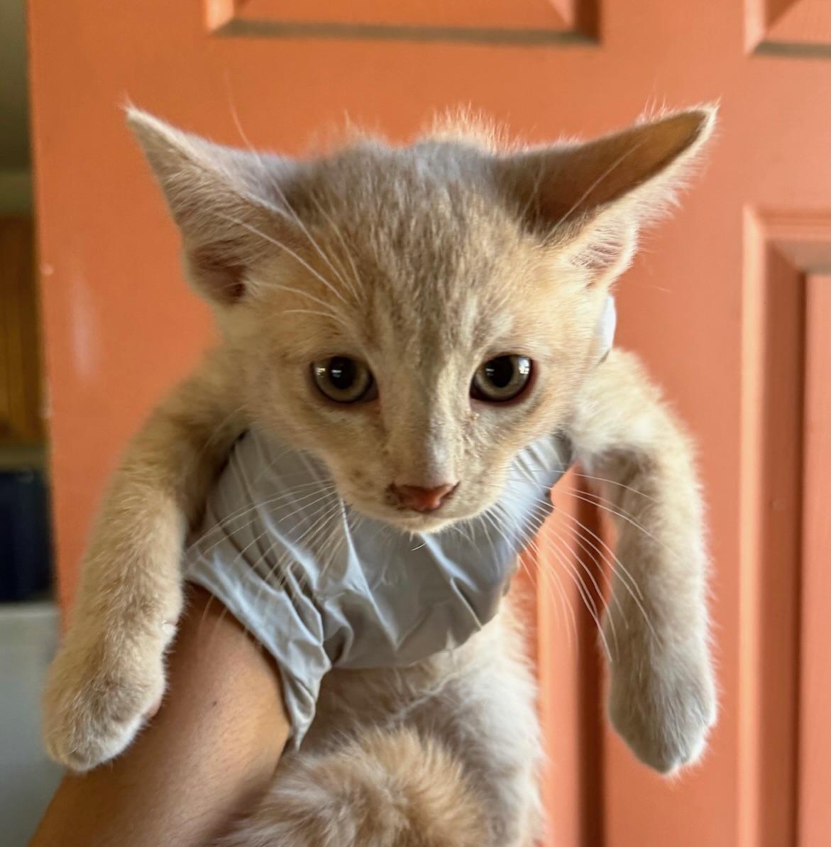 Enlarge Ron, a Adoptable Domestic Short Hair in Huntington Beach, CA image 6/6