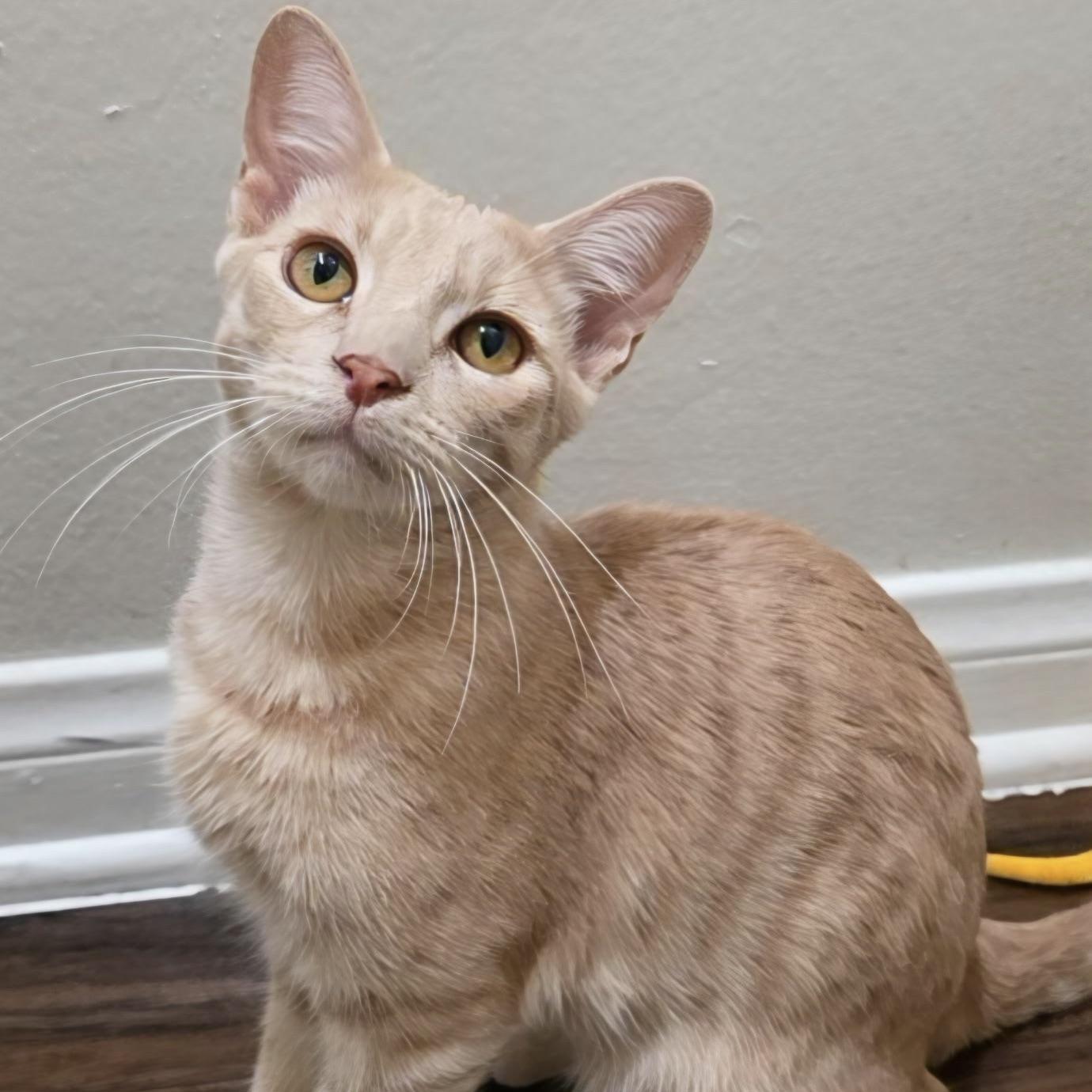 Enlarge Ron, a Adoptable Domestic Short Hair in Huntington Beach, CA image 1/6